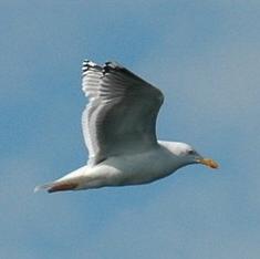 Herring Gull