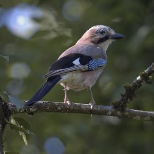 Eurasian Jay