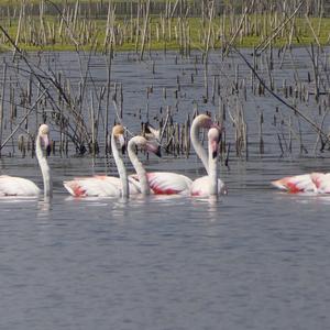 Greater Flamingo