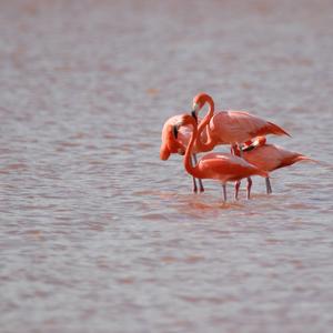 Greater Flamingo