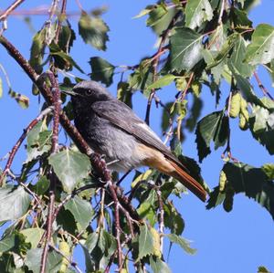 Black Redstart