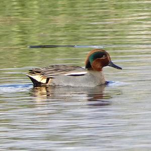 Common Teal