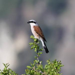 Red-backed Shrike