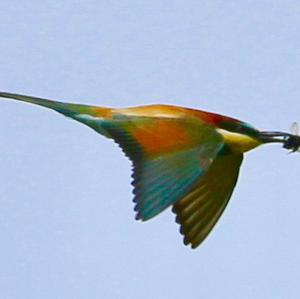 European Bee-eater