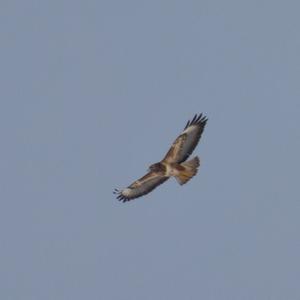 Common Buzzard