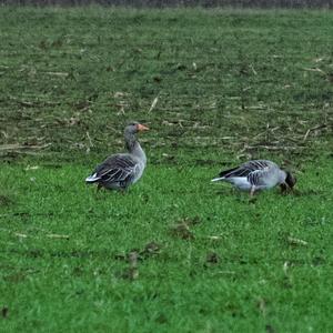 Greylag Goose