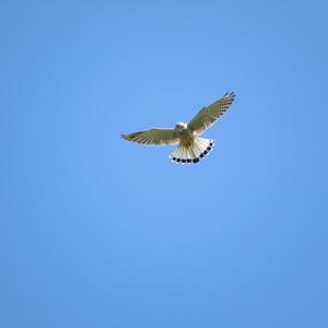 Common Kestrel