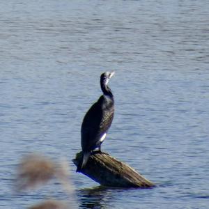 Great Cormorant