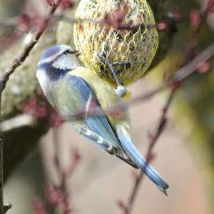 Blue Tit