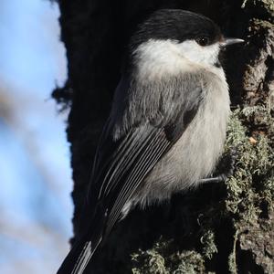 Willow Tit