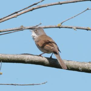 Common Whitethroat