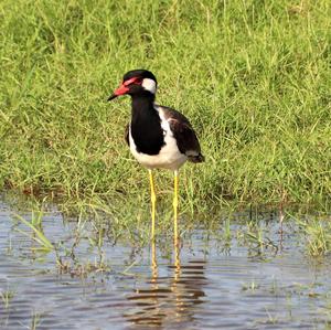 Red-wattled Lapwing