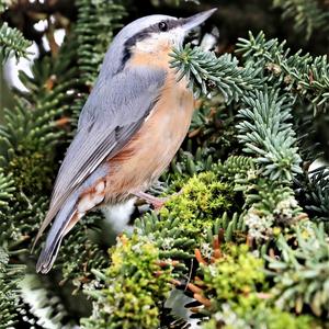 Wood Nuthatch