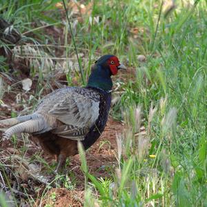 Common Pheasant