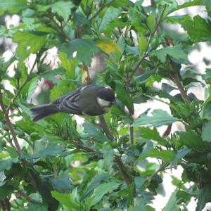 Great Tit