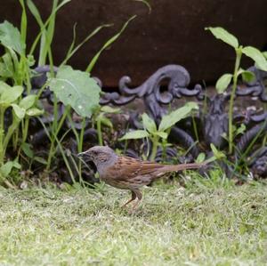 Hedge Accentor