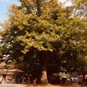 Large-leaved Linden