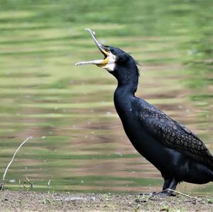 Great Cormorant