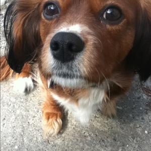 Unknown Breed