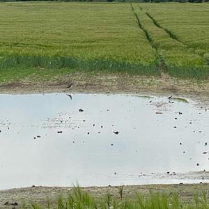 Northern Lapwing