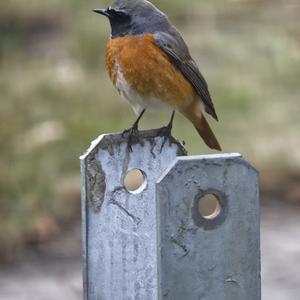 Common Redstart