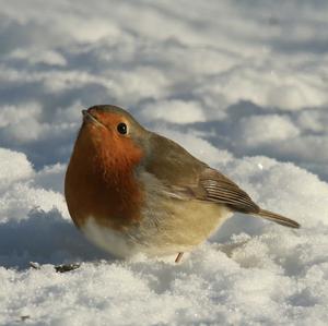 European Robin