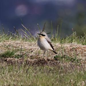 Northern Wheatear