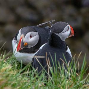 Atlantic Puffin