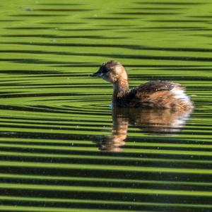 Little Grebe