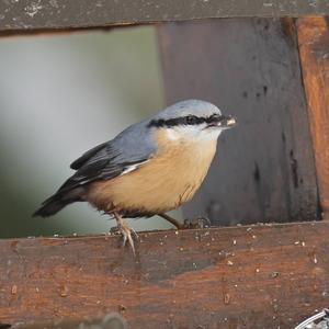 Wood Nuthatch