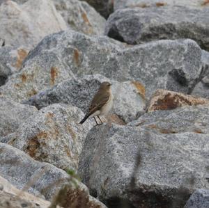 Northern Wheatear