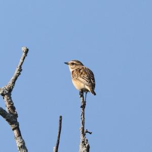 Braunkehlchen