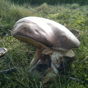 King Bolete