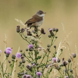 Common Whitethroat