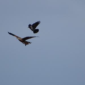 Red Kite