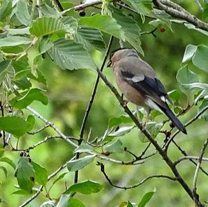 Eurasian Bullfinch