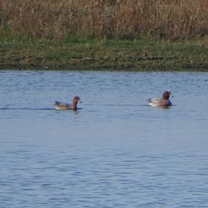 Eurasian Wigeon