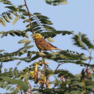 Yellowhammer