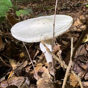 Death Cap