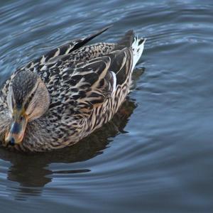 Mallard