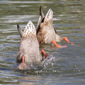 Mallard