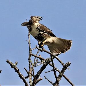 Rotschwanzbussard