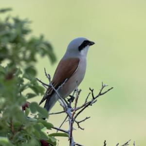 Red-backed Shrike