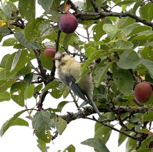 Blue Tit