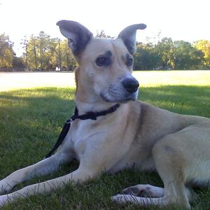 Unknown Breed