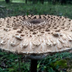 Parasol Mushroom