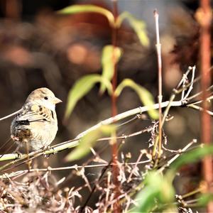 House Sparrow