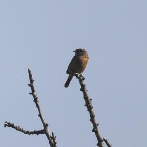 European stonechat