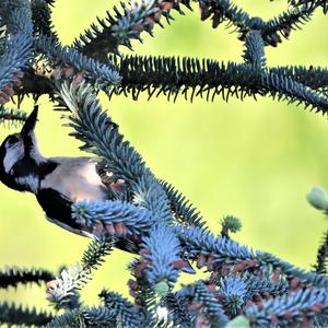 Great Spotted Woodpecker