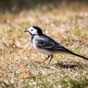 White Wagtail